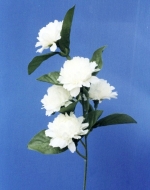 ST-0442  ดอกมะลิ x 1